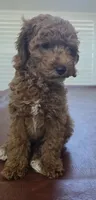 Brownie, a female Cockapoo for sale in Folsom, CA – 4 of 5