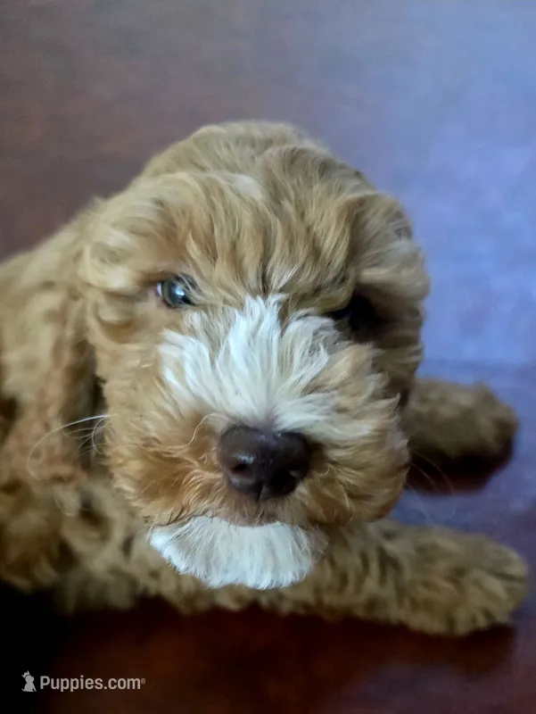 Nibbles – Cockapoo puppy for sale in Folsom, CA