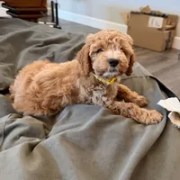 Peanut, a female Cockapoo for sale in Folsom, CA – 5 of 5