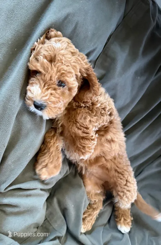 Luna – Cockapoo puppy for sale in Folsom, CA
