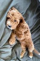 Luna, a female Cockapoo for sale in Folsom, CA – 1 of 4