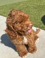 Brownie, a female Cockapoo for sale in Folsom, CA – 2 of 4