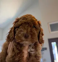 Trooper, a female Cockapoo for sale in Folsom, CA – 4 of 4