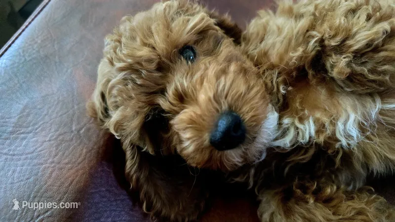 Coco – Cockapoo puppy for sale in Folsom, CA