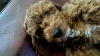 Brownie, a female Cockapoo for sale in Folsom, CA – 2 of 5
