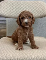 Marsh puppies, a female Cockapoo for sale in Folsom, CA – 6 of 9