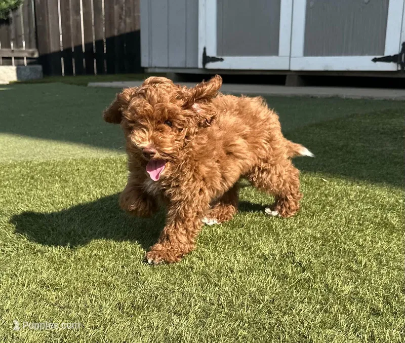Lucy – Cockapoo puppy for sale in Folsom, CA