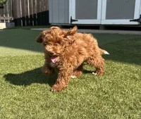 Brownie, a female Cockapoo for sale in Folsom, CA – 3 of 4