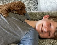 Coco, a female Cockapoo for sale in Folsom, CA – 5 of 6