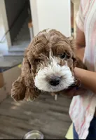 Bernard- The Man, a male Cockapoo for sale in Folsom, CA – 8 of 8