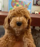 Peanut, a female Cockapoo for sale in Folsom, CA – 3 of 5