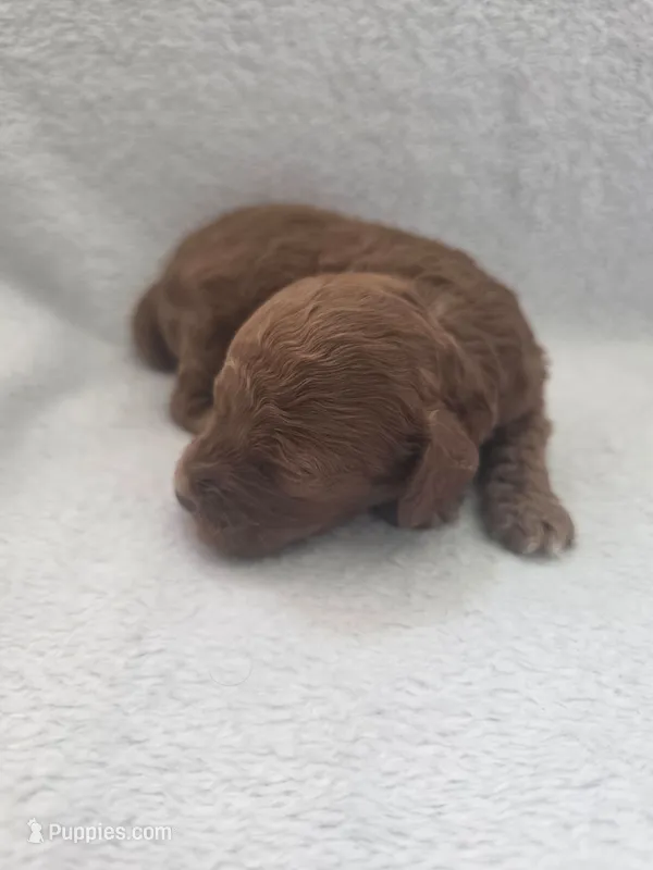 Brownie – Cockapoo puppy for sale in Folsom, CA