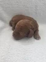 Brownie, a female Cockapoo for sale in Folsom, CA – 1 of 2