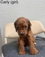 Marsh puppies, a female Cockapoo for sale in Folsom, CA – 8 of 9