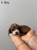 Bernard- The Man, a male Cockapoo for sale in Folsom, CA – 6 of 8