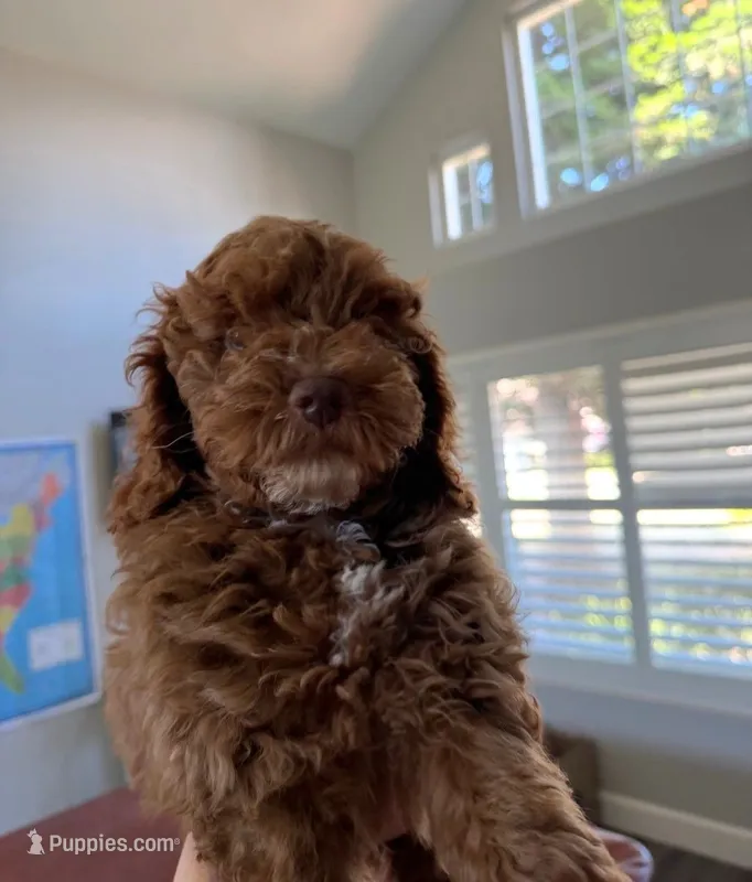 Lucy – Cockapoo puppy for sale in Folsom, CA