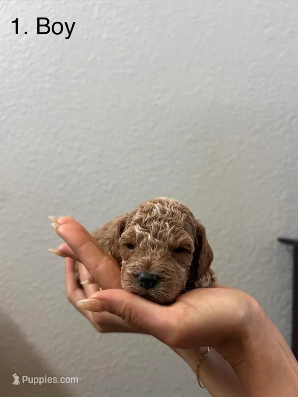 Marsh puppy 3 – Cockapoo puppy for sale in Folsom, CA