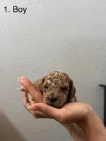 Marsh puppy 3, a male Cockapoo for sale in Folsom, CA – 1 of 1
