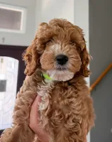Luna, a female Cockapoo for sale in Folsom, CA – 2 of 4