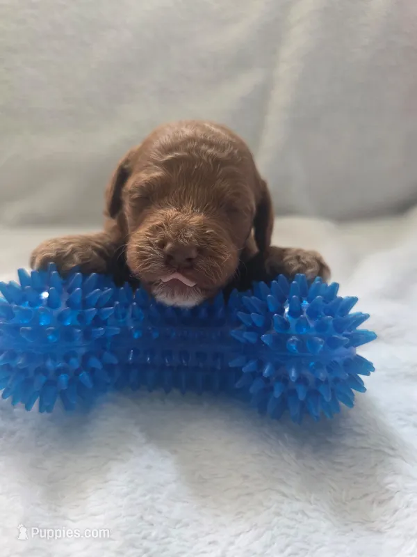 Brownie – Cockapoo puppy for sale in Folsom, CA