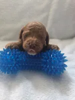 Brownie, a female Cockapoo for sale in Folsom, CA – 2 of 2