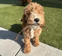 Honey, a female Cockapoo for sale in Folsom, CA – 3 of 8