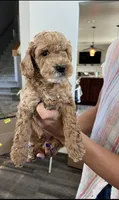 Charlie, a male Cockapoo for sale in Folsom, CA – 1 of 3