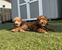 Honey, a female Cockapoo for sale in Folsom, CA – 8 of 8