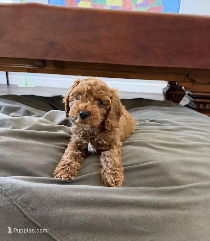 Coco – Cockapoo puppy for sale in Folsom, CA