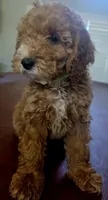 Honey, a female Cockapoo for sale in Folsom, CA – 4 of 8