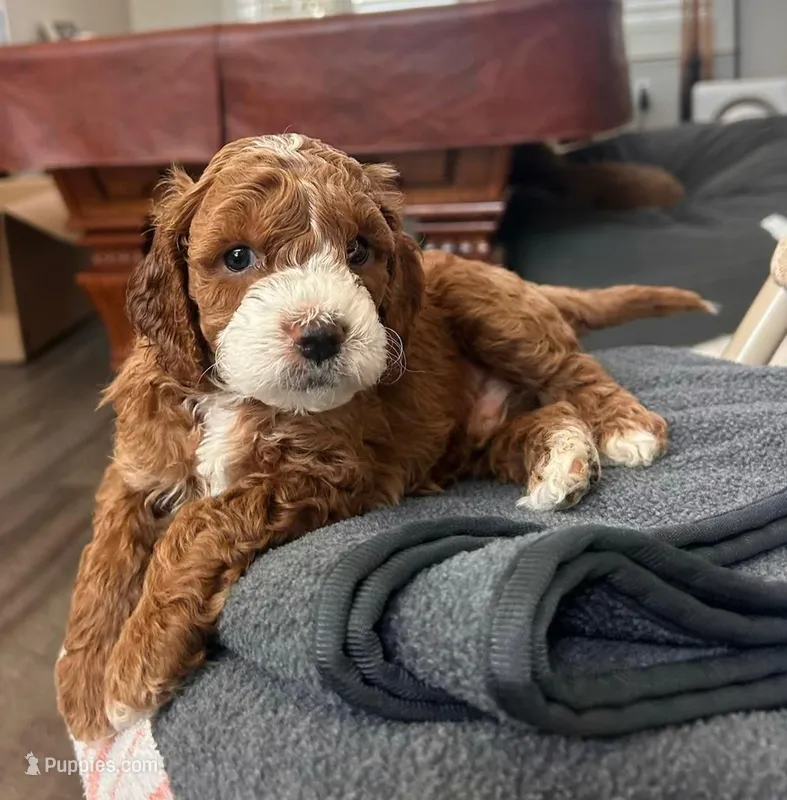 Bernard – Cockapoo puppy for sale in Folsom, CA