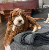 Bernard- The Man, a male Cockapoo for sale in Folsom, CA – 1 of 8