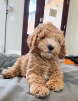 Luna, a female Cockapoo for sale in Folsom, CA – 4 of 4