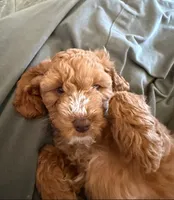 Nibbles- sweetest girl ❤️, a female Cockapoo for sale in Folsom, CA – 1 of 5