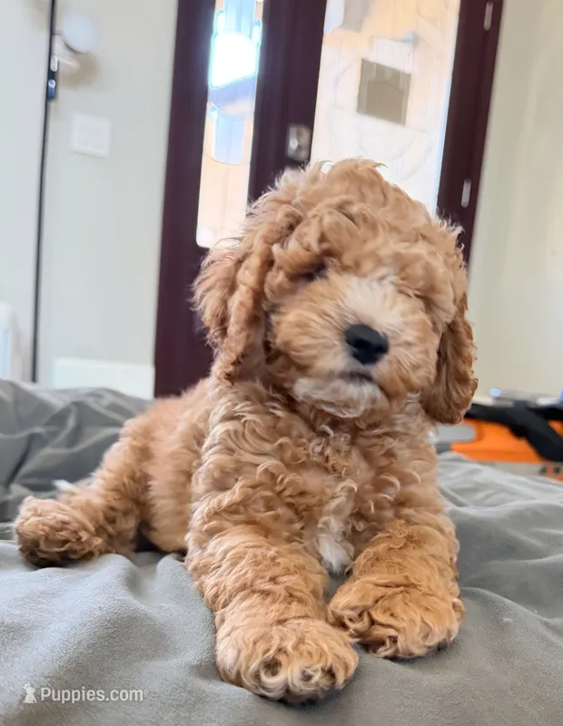Peanut – Cockapoo puppy for sale in Folsom, CA