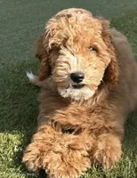 Honey, a female Cockapoo for sale in Folsom, CA – 2 of 8