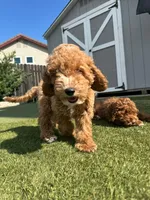 Honey, a female Cockapoo for sale in Folsom, CA – 7 of 8