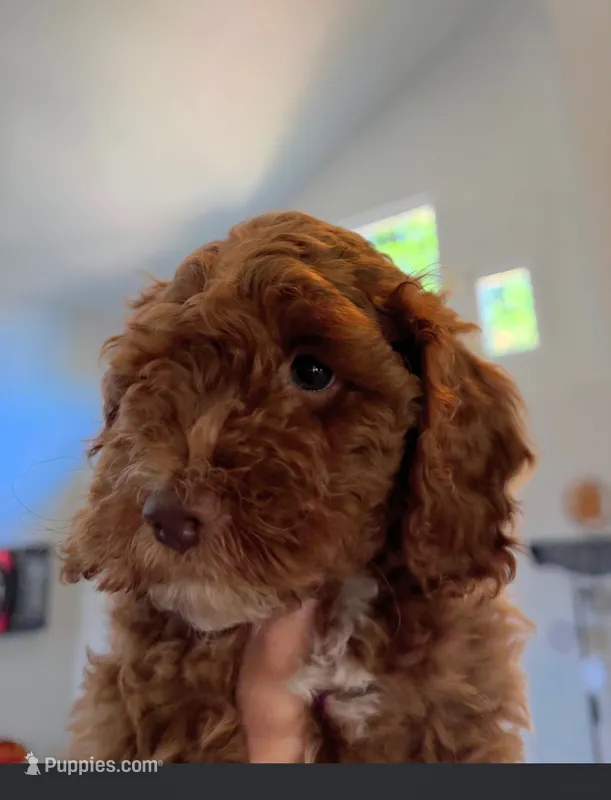 Trooper – Cockapoo puppy for sale in Folsom, CA