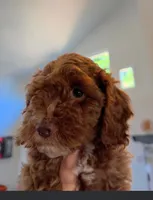 Trooper, a female Cockapoo for sale in Folsom, CA – 1 of 4