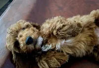 Brownie, a female Cockapoo for sale in Folsom, CA – 5 of 5