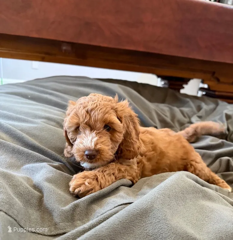Nibbles- sweetest girl ❤️ – Cockapoo puppy for sale in Folsom, CA