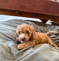 Nibbles- sweetest girl ❤️, a female Cockapoo for sale in Folsom, CA – 3 of 5