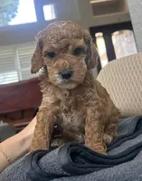 Marsh puppies, a female Cockapoo for sale in Folsom, CA – 4 of 9