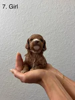 Marsh puppy 1, a female Cockapoo for sale in Folsom, CA – 1 of 2