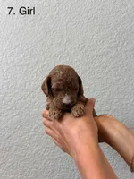 Marsh puppy 2, a female Cockapoo for sale in Folsom, CA – 2 of 2