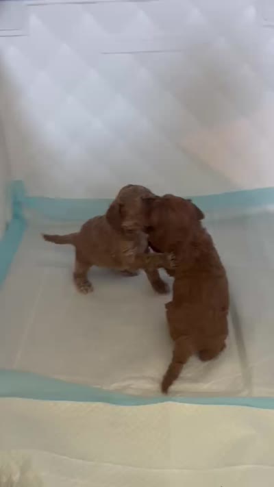 Nibbles, a female Cockapoo for sale in Folsom, CA – 2 of 5