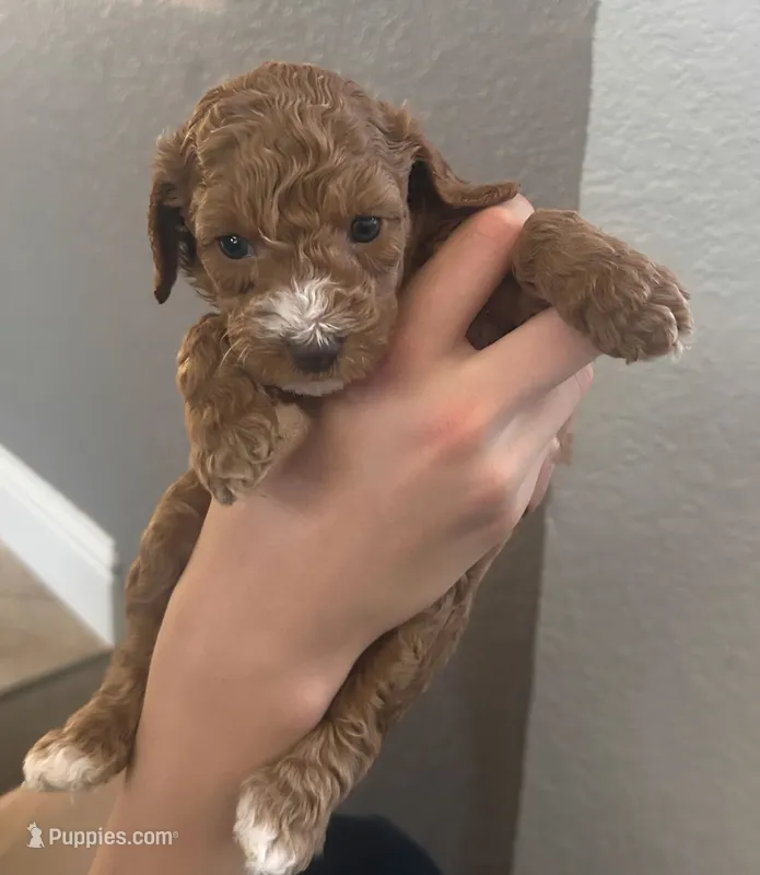 Marsh puppy 3 – Cockapoo puppy for sale in Folsom, CA