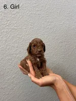 Marsh puppy 2, a female Cockapoo for sale in Folsom, CA – 1 of 2