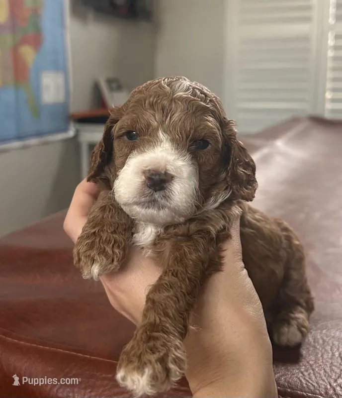 Bernard – Cockapoo puppy for sale in Folsom, CA