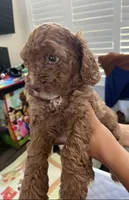 Lucy, a female Cockapoo for sale in Folsom, CA – 3 of 4